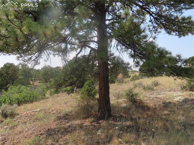 493 Cheyenne Road Florissant, CO 80816 - Photo 19 of 24 Gallery Image 19