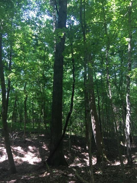 0 John Wright Road Mount Juliet, TN 37122 - Photo 18 of 19 Gallery Image 18