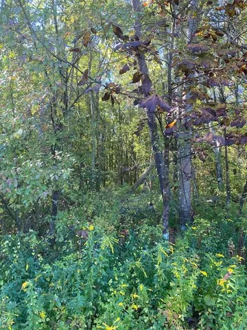 a view of a tree in a garden
