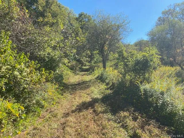 a view of a forest with a tree