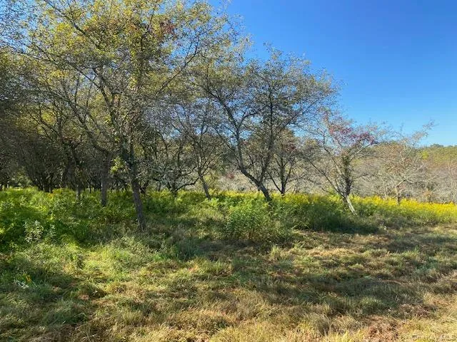 a view of a yard with a tree