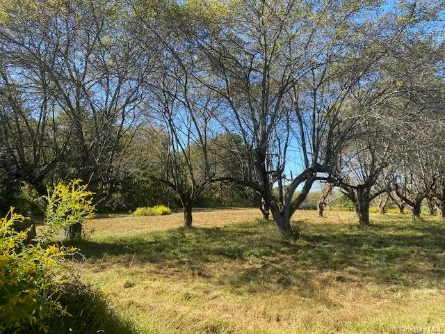 a view of yard with trees