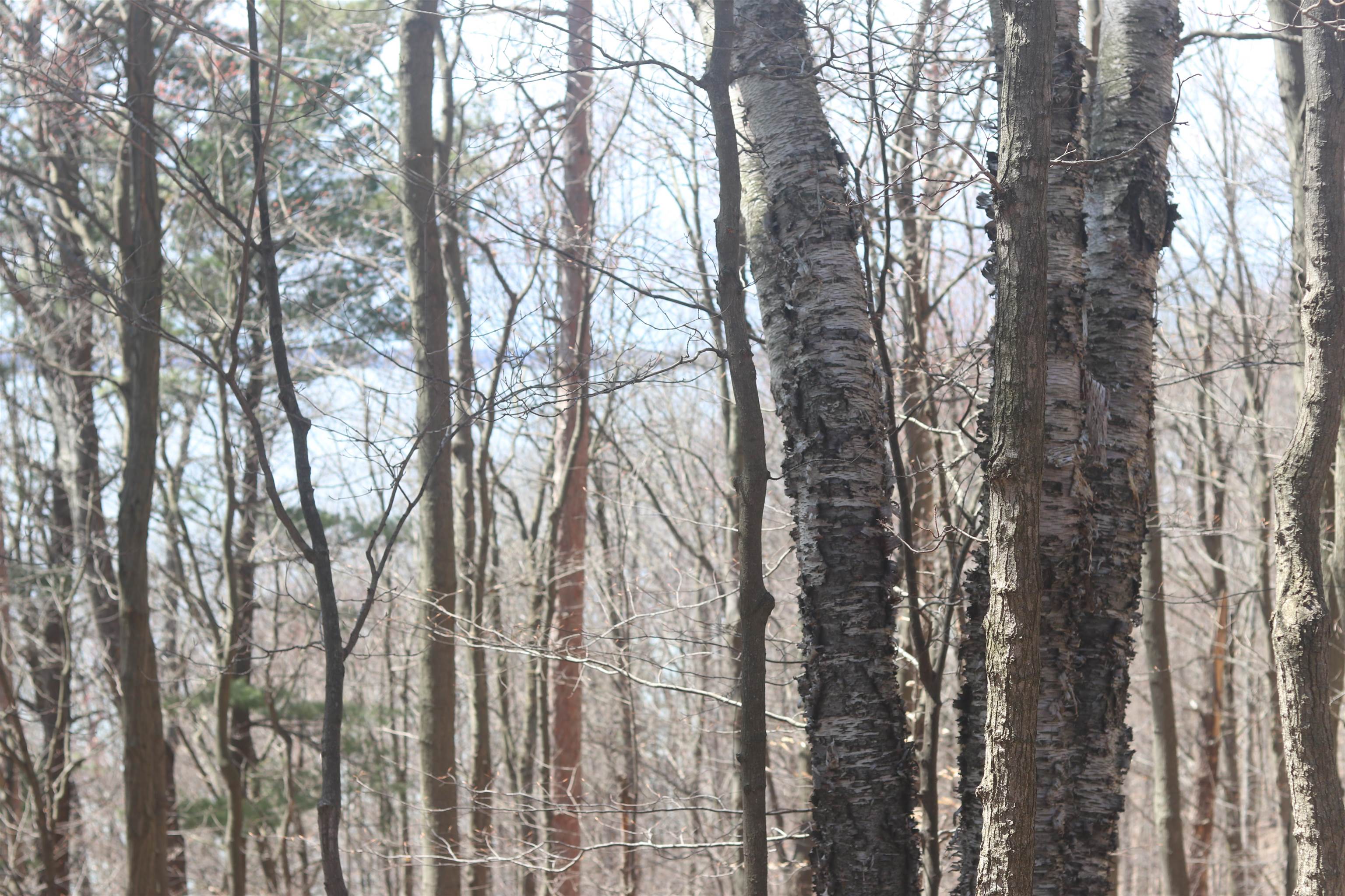 Lot 5 Crystal View Common Frankfort, MI 49635 - Photo 5 of 15