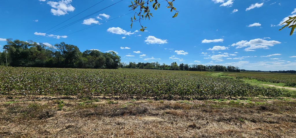 92 County Road 92 Slocomb, AL 36375 - Photo 5 of 32