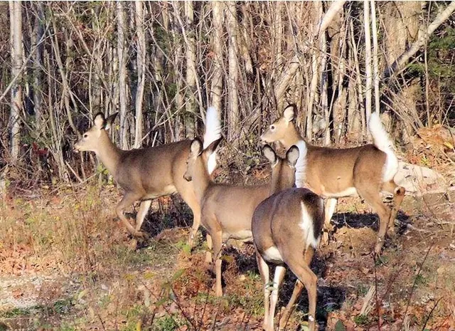 $699,000 | 31622 Davenport Road, Drexel, MO 64742