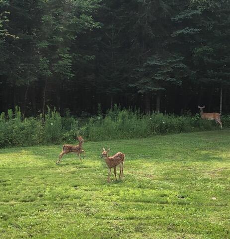 265 Darling Road Hudson, ME 04449 - Photo 22 of 24 Deer family