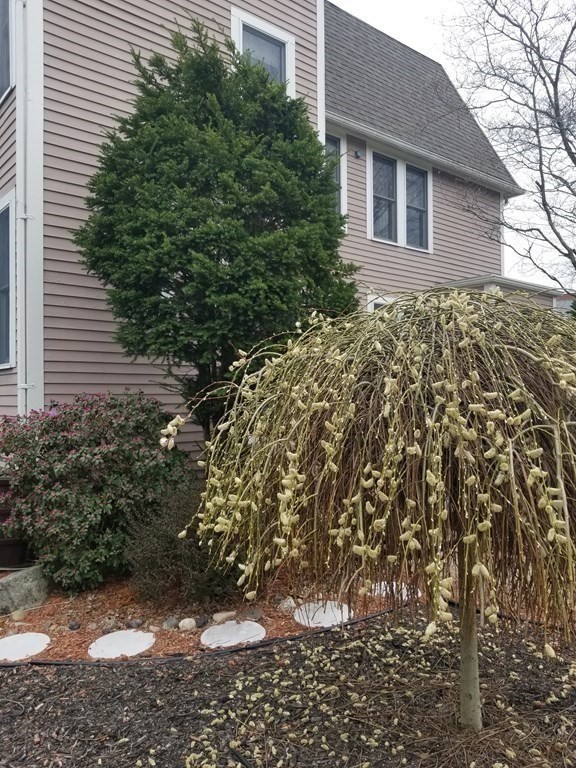 115 Spring Street, Unit 2 Watertown, MA 02472 - Photo 28 of 30 Gallery Image 28