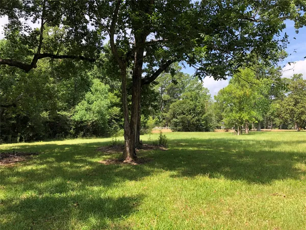 a view of a trees in a yard