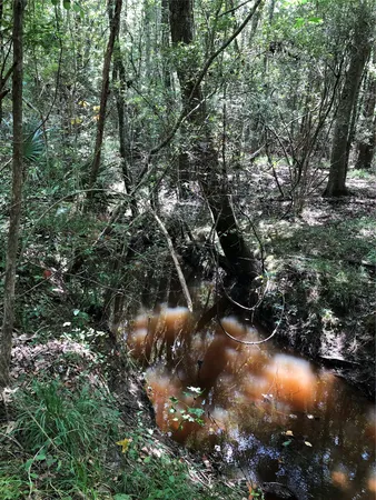 a view of a forest with a tree
