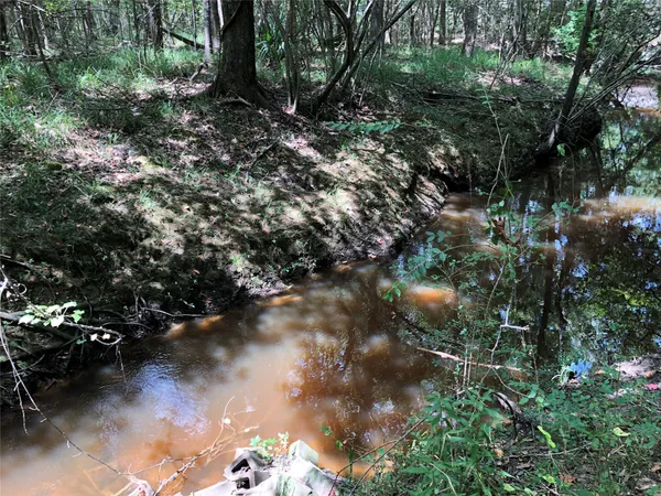 a view of a forest with a tree