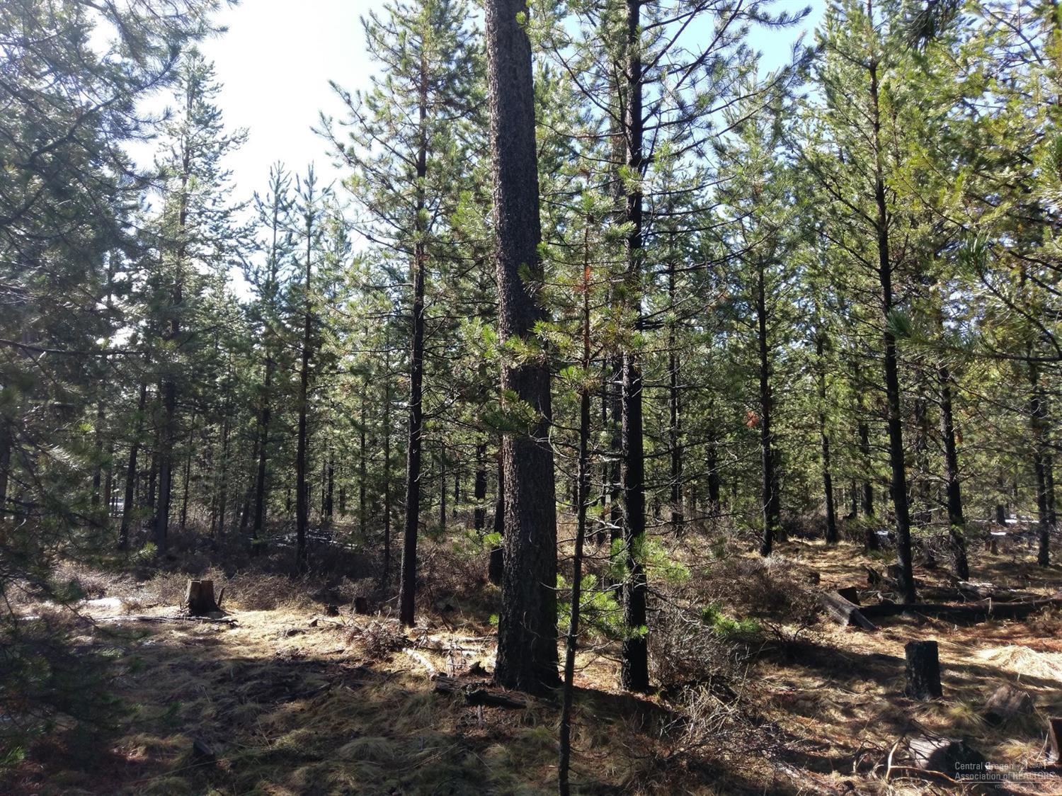 17130 Bakersfield Road Bend, OR 97707 - Photo 6 of 9 a view of a forest filled with trees