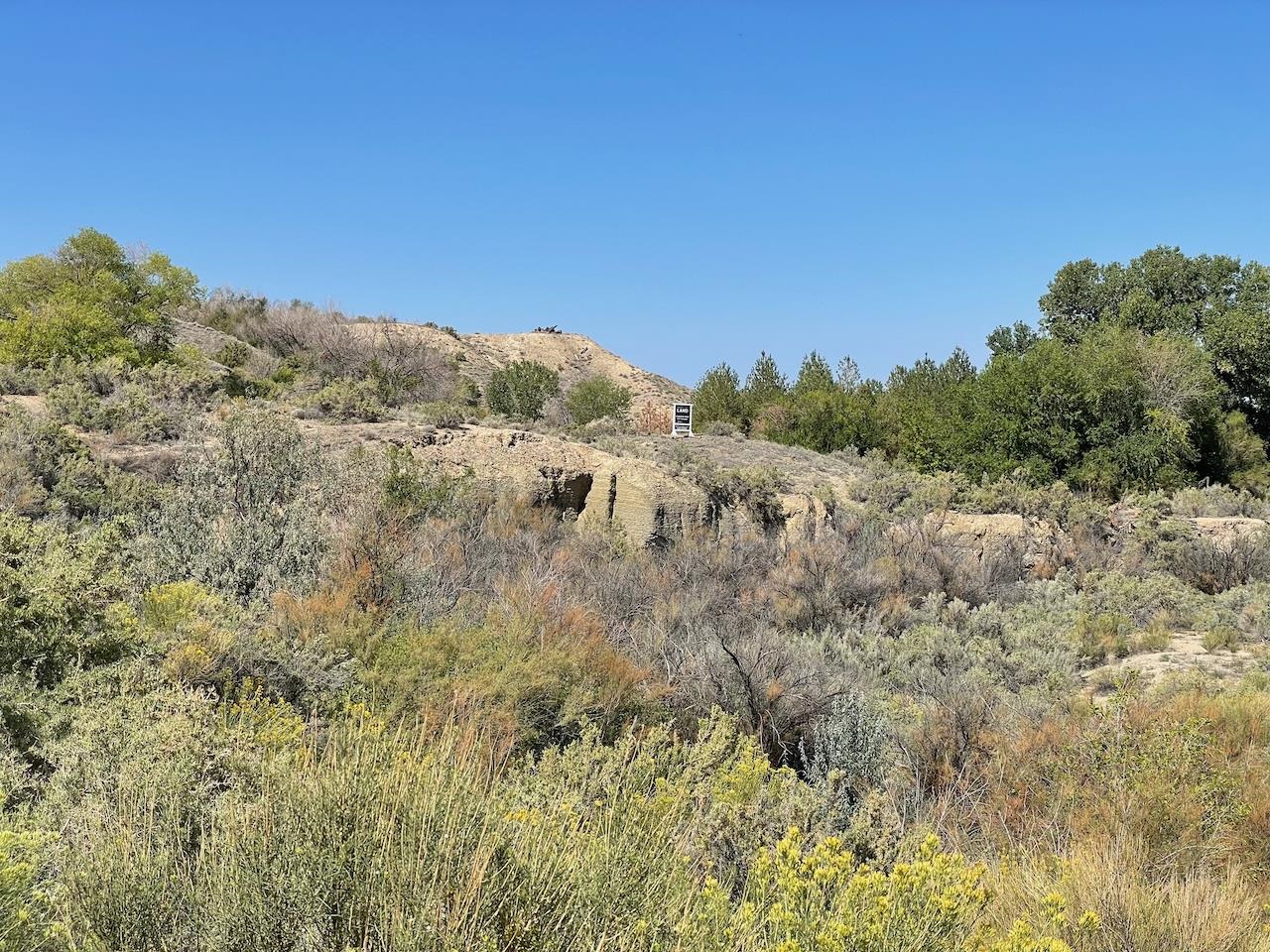 Tbd D Road Palisade, CO 81526 - Photo 11 of 11 a view of a forest with a mountain in the background