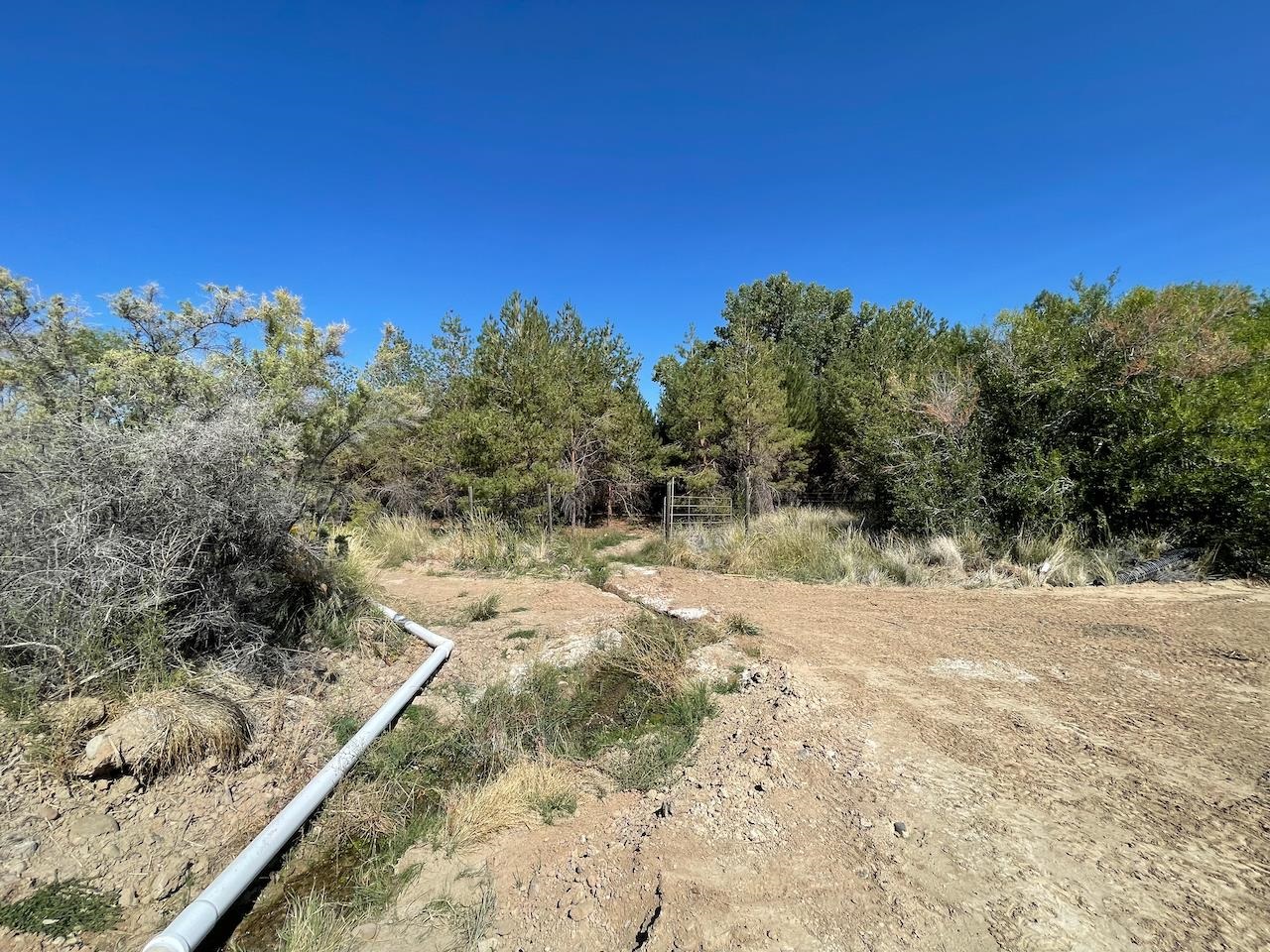 Tbd D Road Palisade, CO 81526 - Photo 10 of 11 a view of a yard with a tree