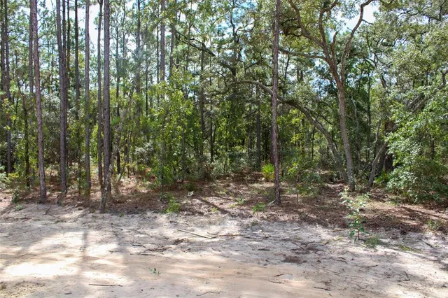 a view of a forest with trees in the background