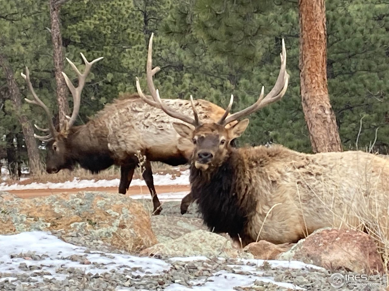 1960 Colard Lane Lyons, CO 80540 - Photo 36 of 40