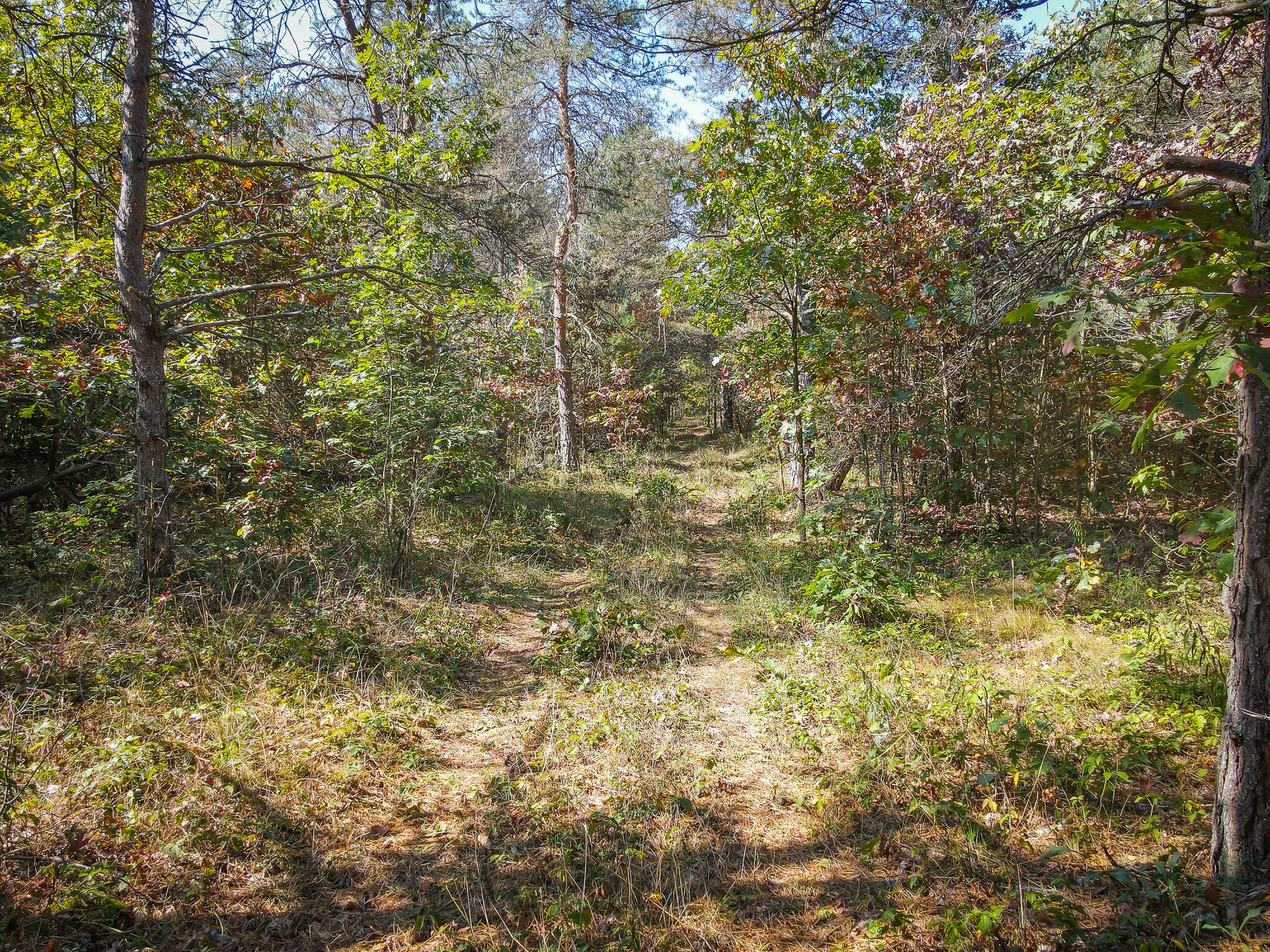 2969 East Loop Road Hesperia, MI 49421 - Photo 14 of 51 DJI_0632