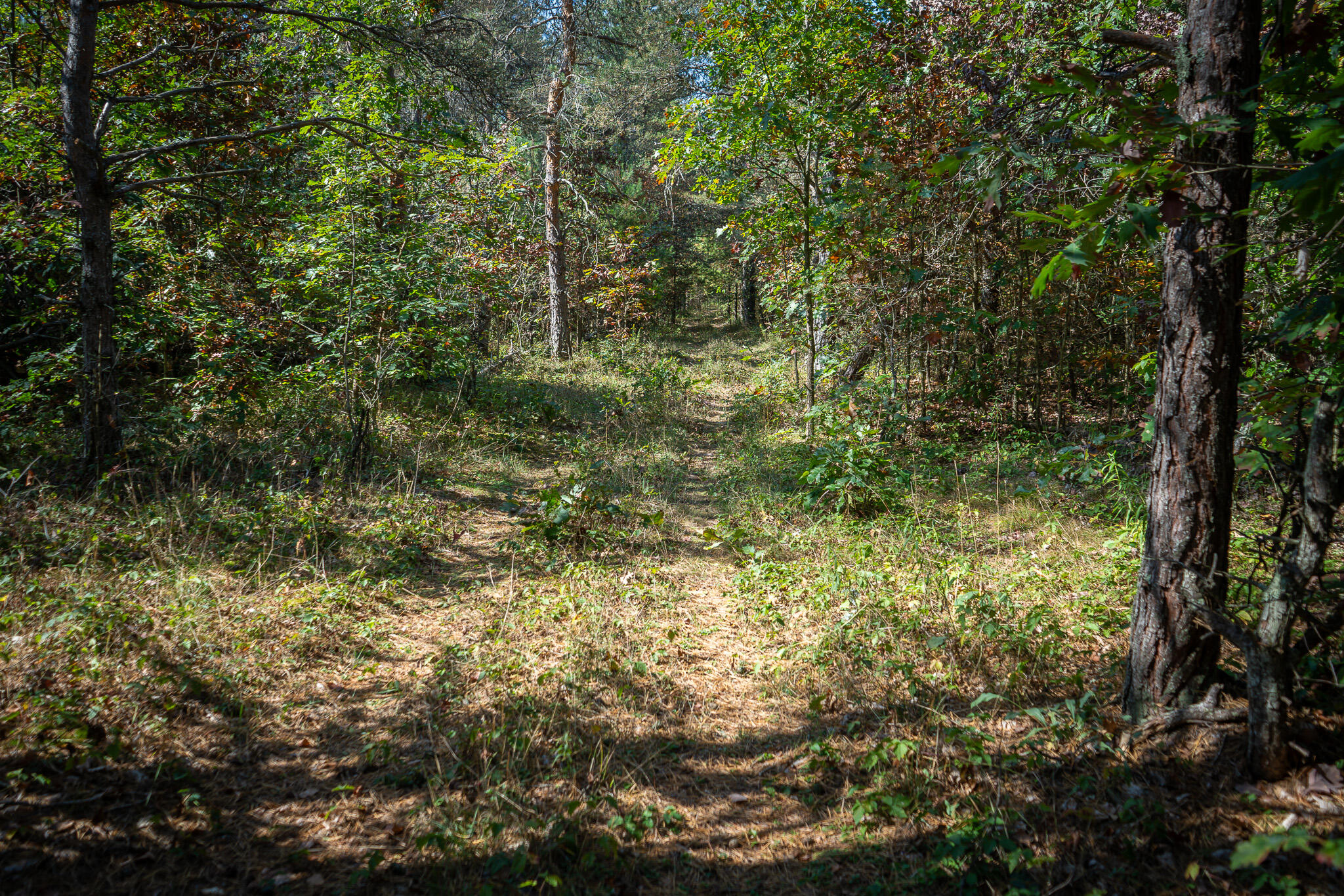 2969 East Loop Road Hesperia, MI 49421 - Photo 18 of 51 DSC07220