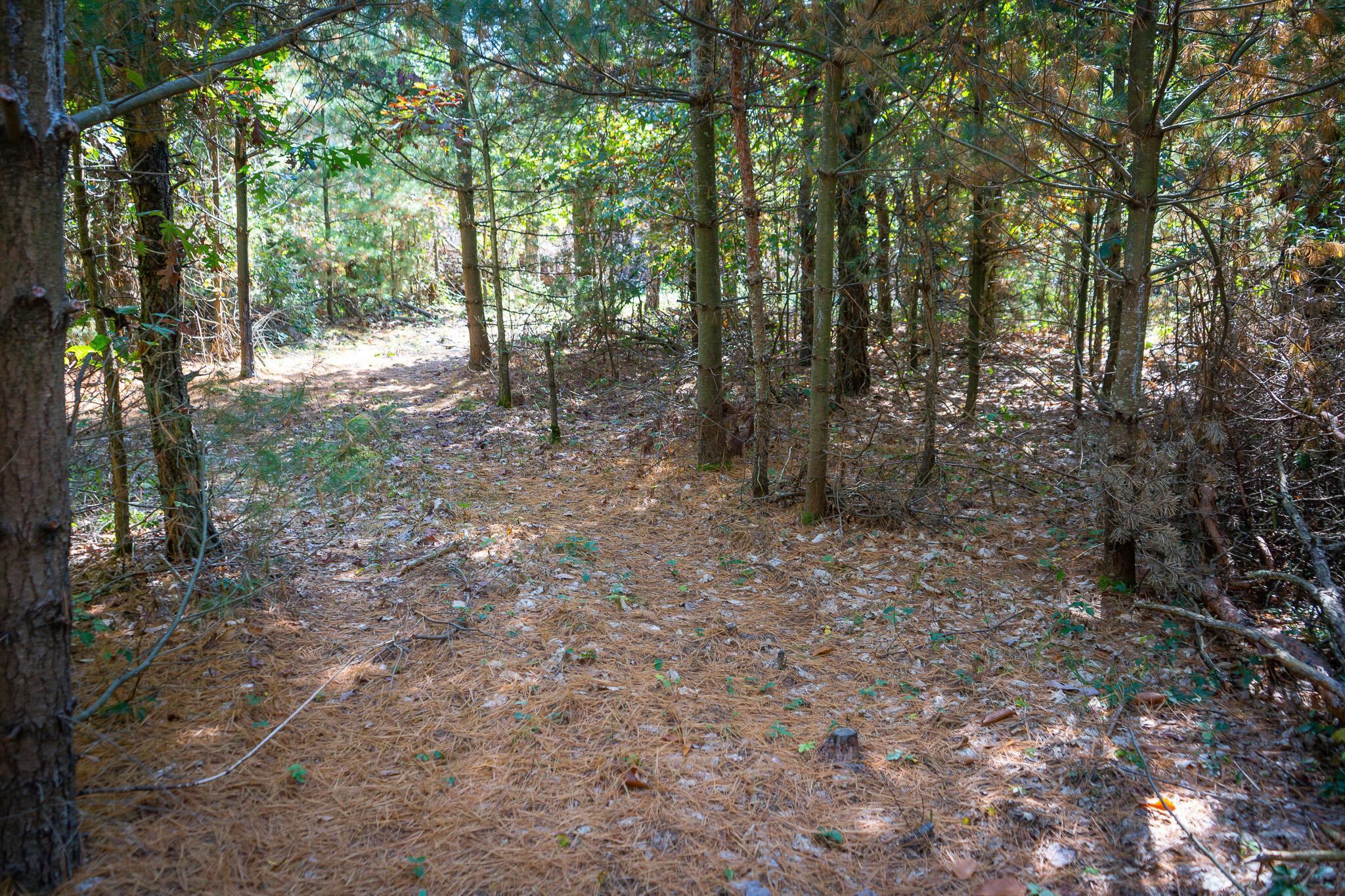 2969 East Loop Road Hesperia, MI 49421 - Photo 20 of 51 DSC07222