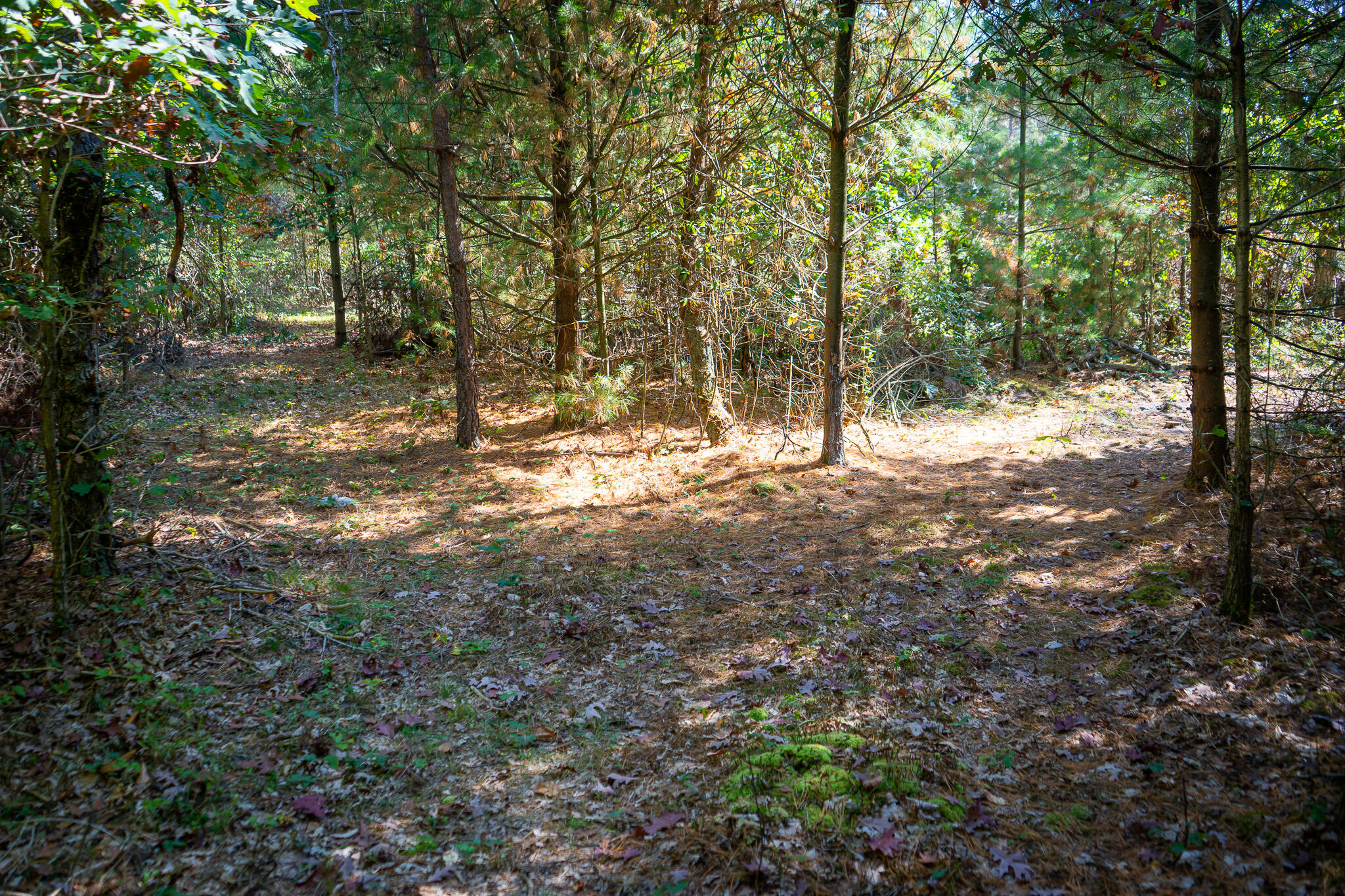 2969 East Loop Road Hesperia, MI 49421 - Photo 33 of 51 DSC07223
