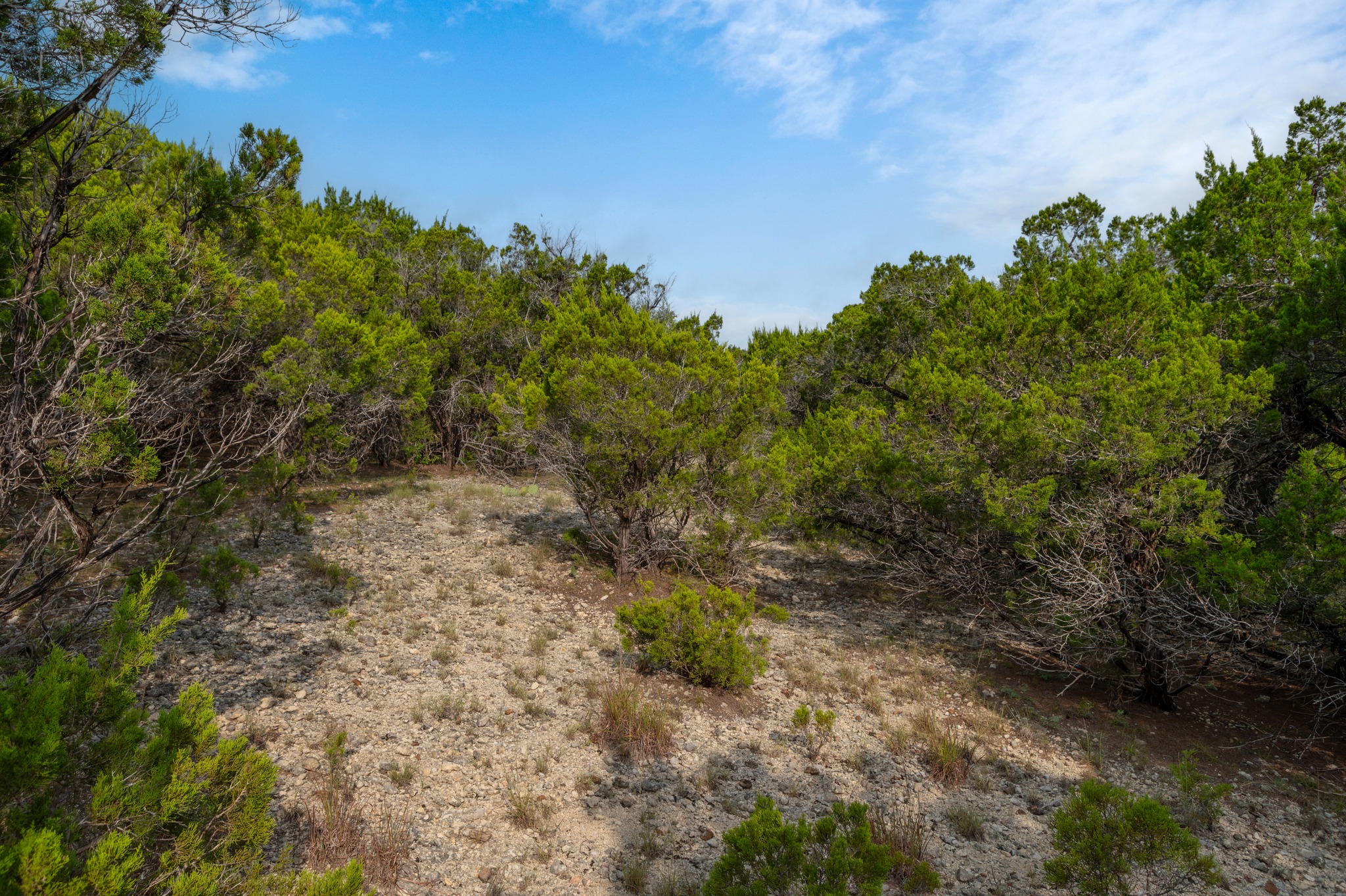 5021 Little Valley Road Leander, TX 78641 - Photo 10 of 32 Wooded landscape with rocky terrain, dense brush, and natural ground cover.