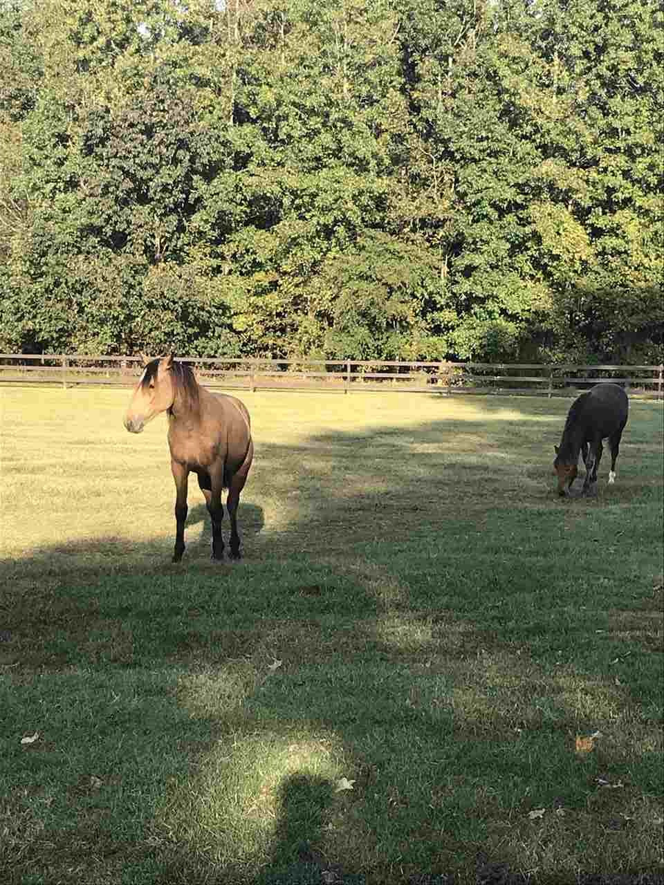 415 Bill Poole Road Rougemont, NC 27572 - Photo 27 of 30 Horses!