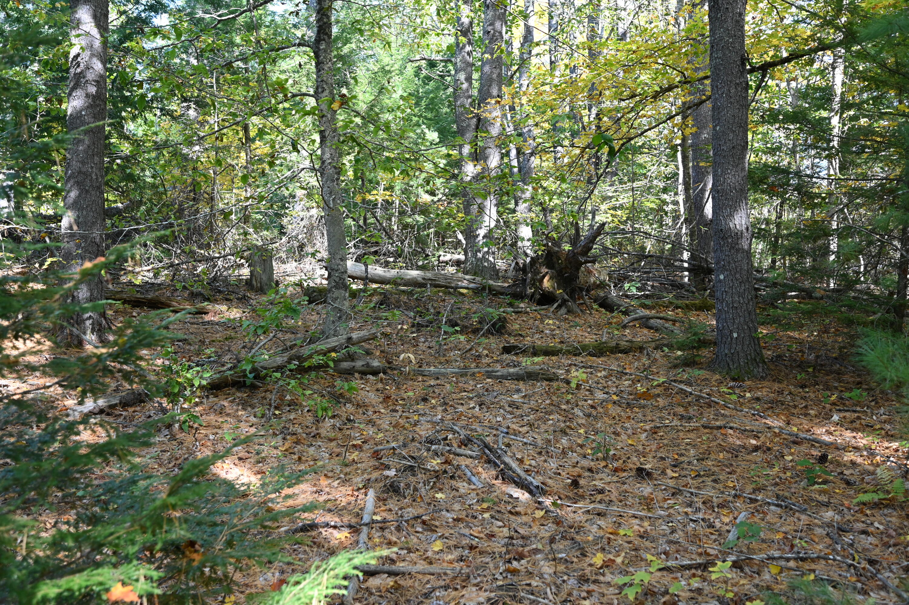 411 Middle Road Standish, ME 04085 - Photo 3 of 9 Partical clearing