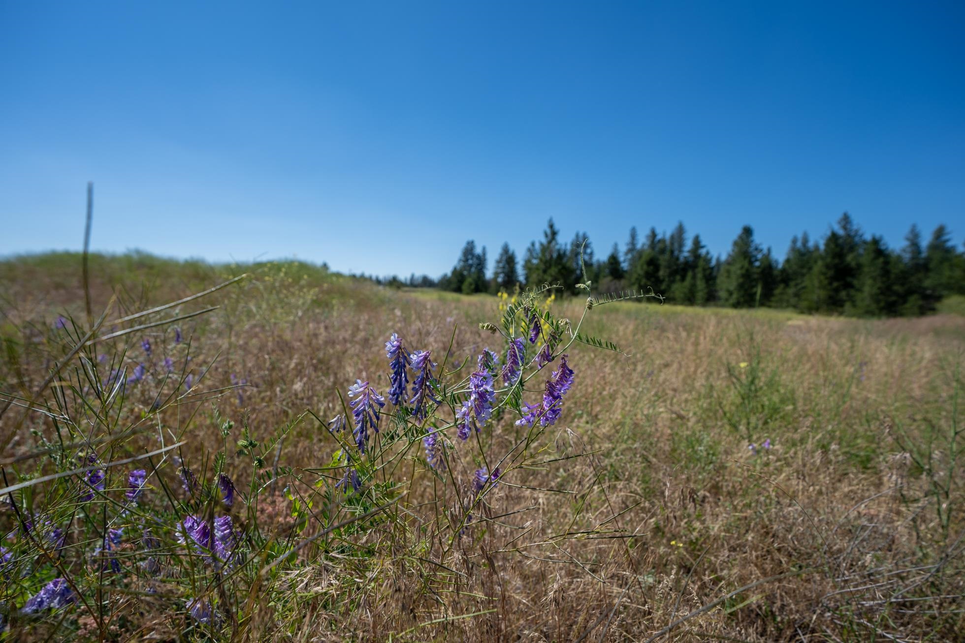 Xxx North Old Trails Road Spokane, WA 99224 - Photo 16 of 16 Gallery Image 16