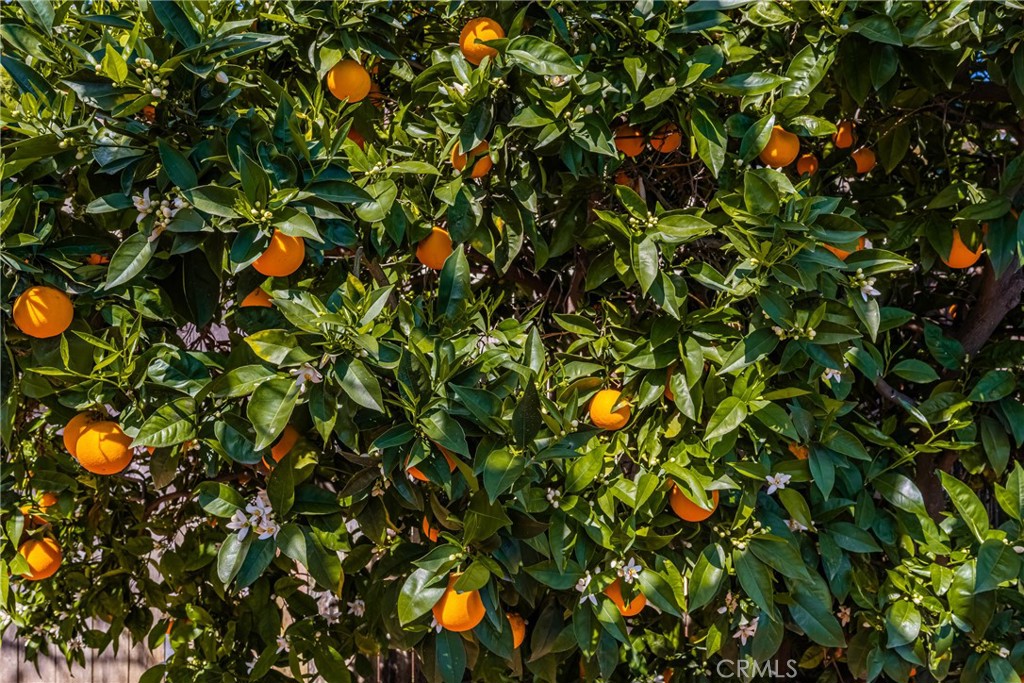 358 North Shaffer Street Orange, CA 92866 - Photo 37 of 45 a picture of tree