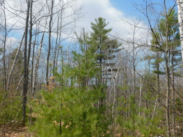 0 Riverview Road Jay, ME 04239 - Photo 13 of 16 DSCN0868