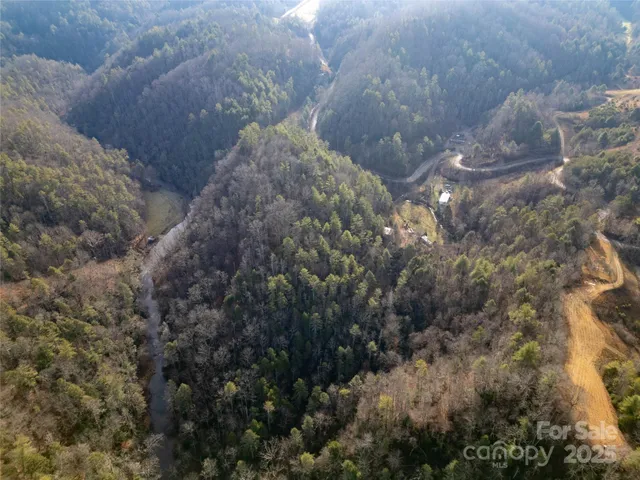 a view of a forest that has a tree