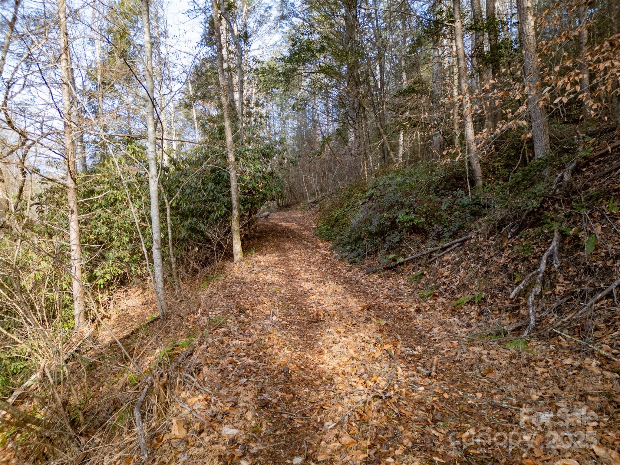1573 Revere Road Marshall, NC 28753 - Photo 13 of 17 a view of a forest with trees
