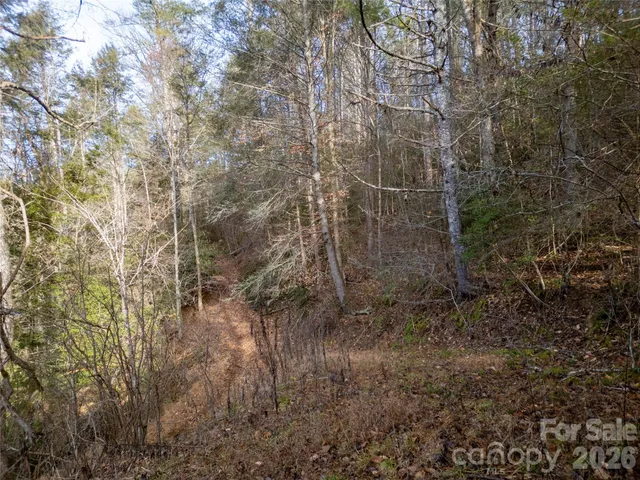 a view of a forest with trees