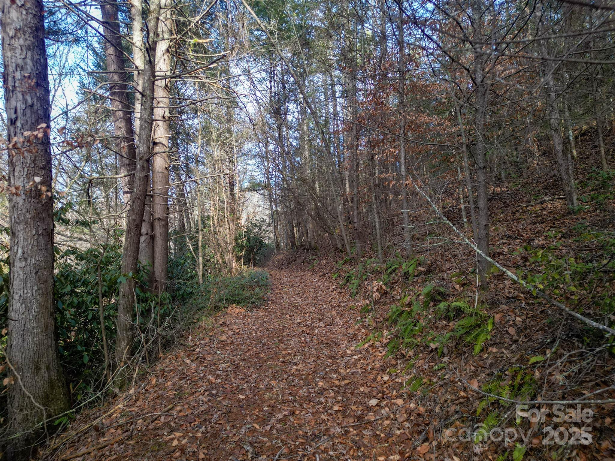 1573 Revere Road Marshall, NC 28753 - Photo 15 of 17 a view of a forest with trees in the background