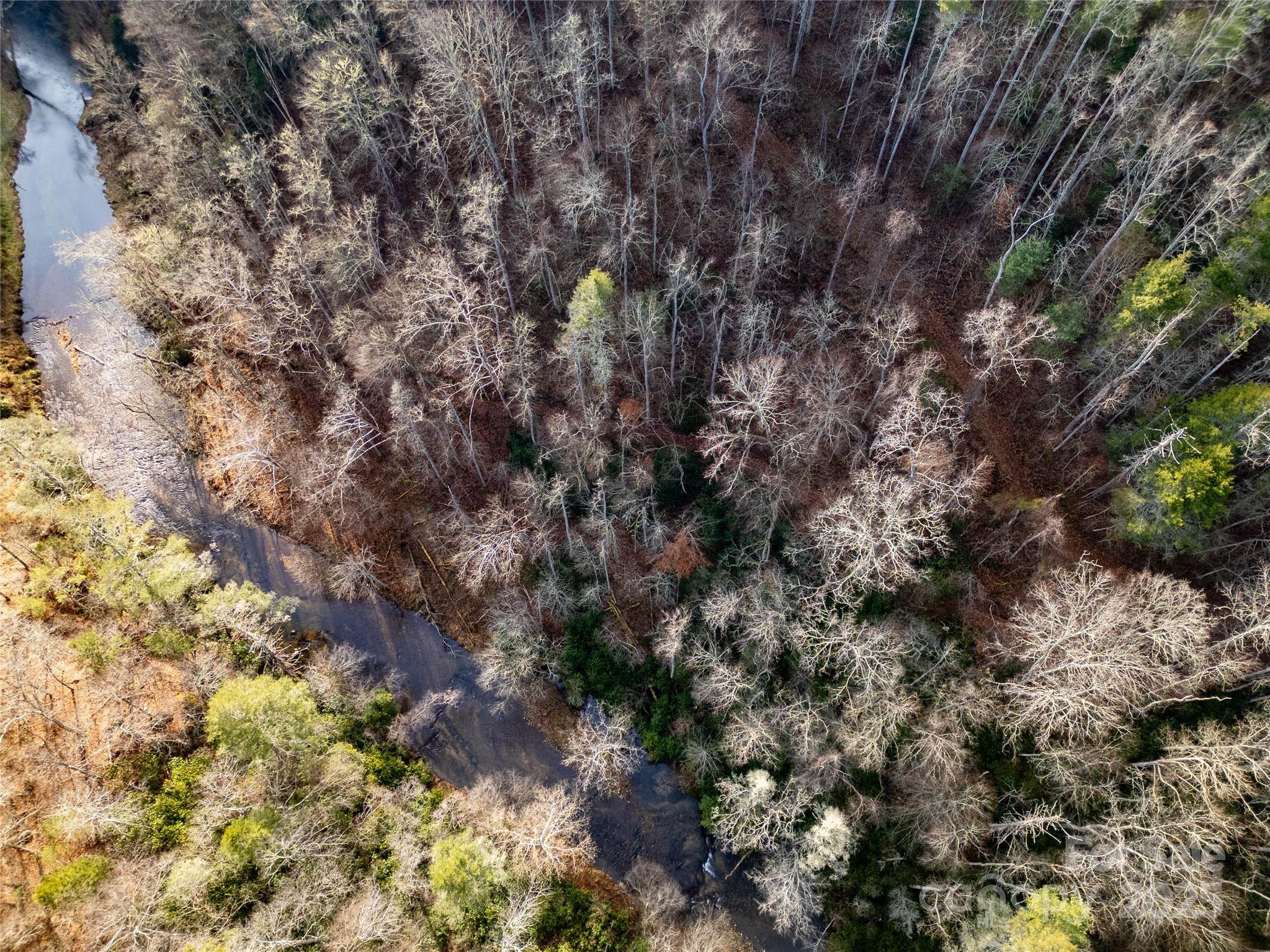 1573 Revere Road Marshall, NC 28753 - Photo 2 of 17 a view of a forest with a tree