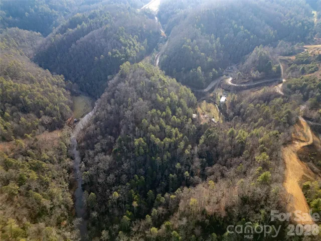 a view of a forest that has a tree