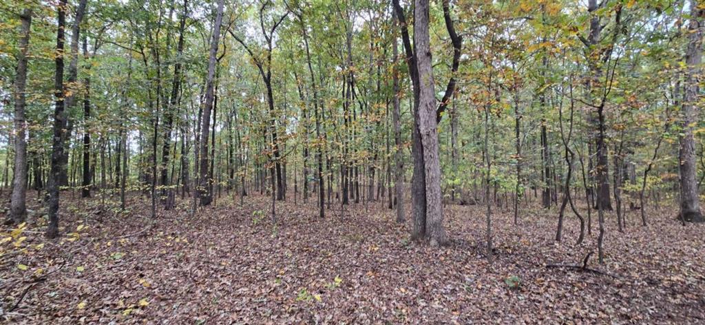 12895 Highway 36 Covington, GA 30014 - Photo 11 of 11 a view of a forest with trees in the background