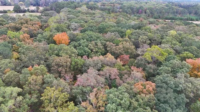 a view of a bunch of trees and bushes