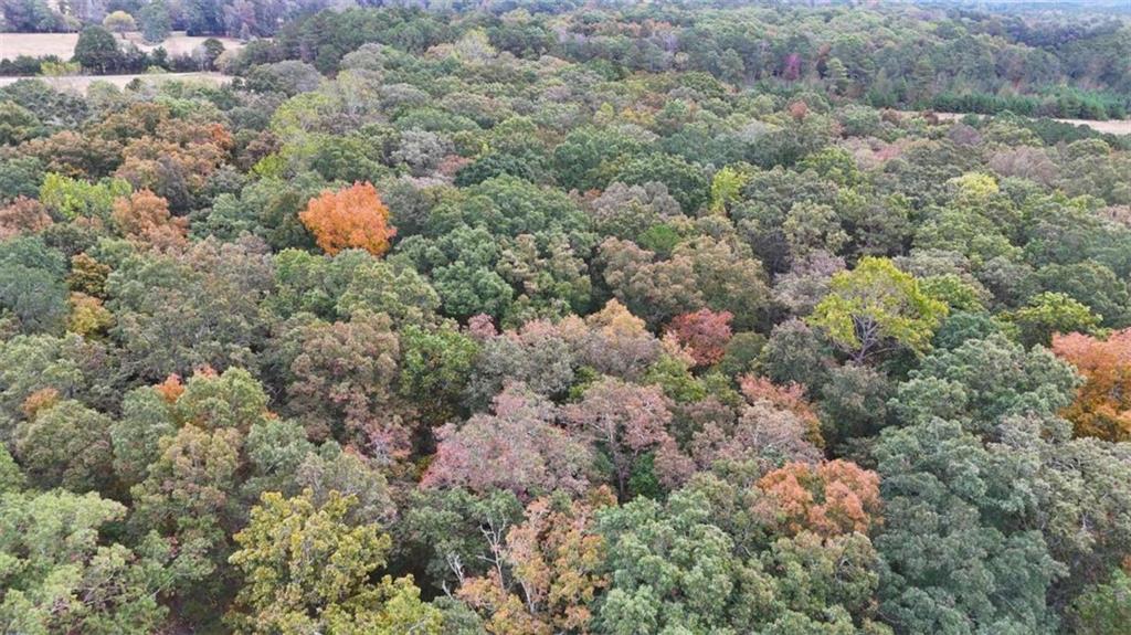 12895 Highway 36 Covington, GA 30014 - Photo 7 of 11 a view of a bunch of trees and bushes