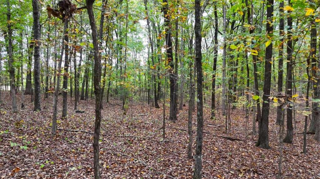 12895 Highway 36 Covington, GA 30014 - Photo 8 of 11 a view of a forest