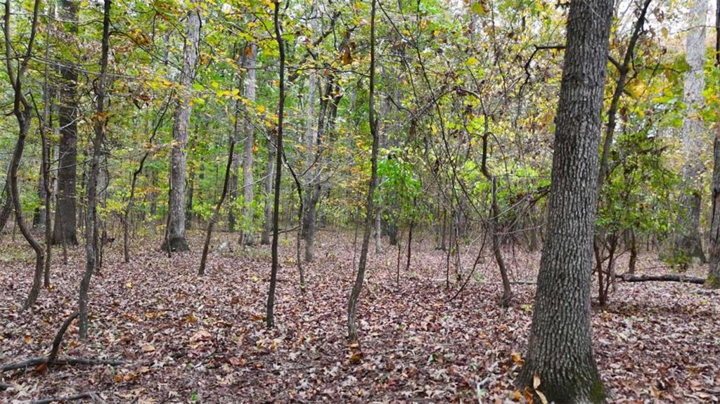 12895 Highway 36 Covington, GA 30014 - Photo 10 of 11 a view of a forest filled with trees