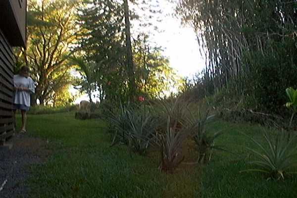 North Kulani Road Mountain View, HI 96771 - Photo 4 of 25 Gallery Image 4