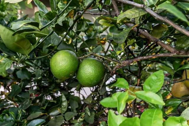 a backyard of a house with large trees and plants