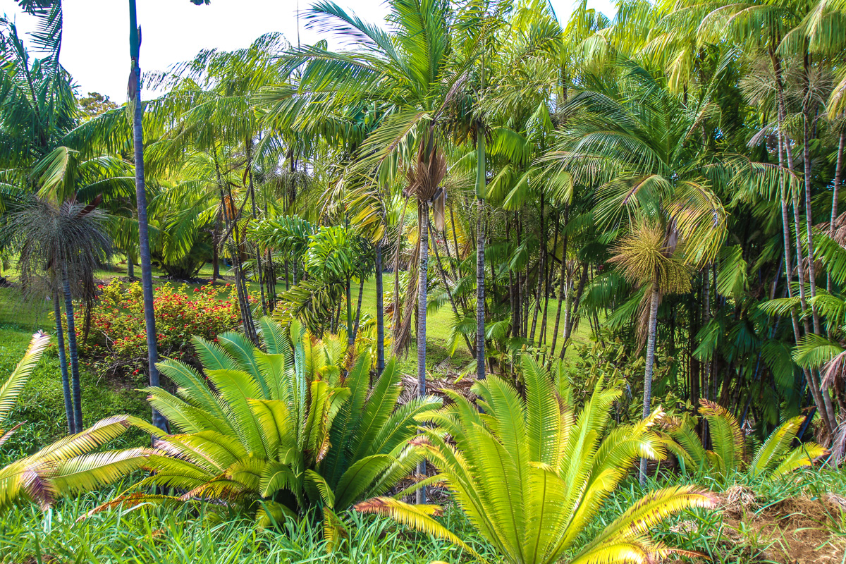32-351 Lot 1-e Kapena Road Ninole, HI 96773 - Photo 17 of 30 a view of a plant