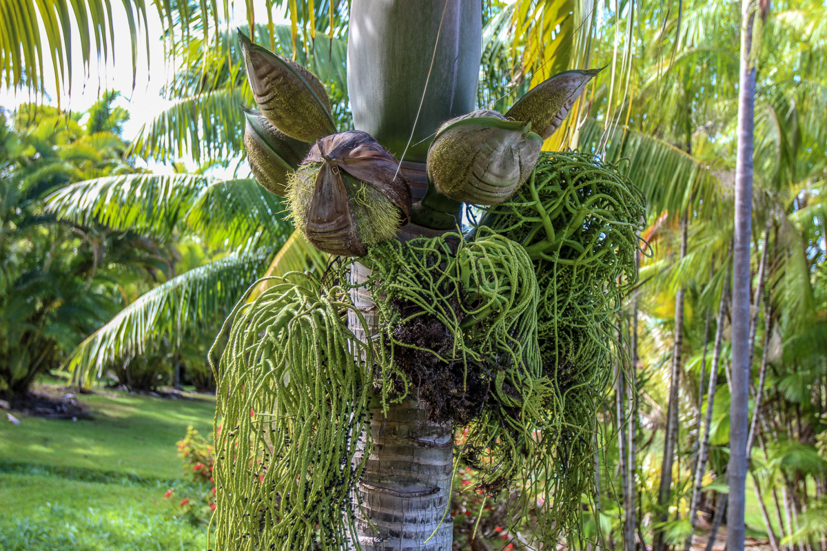 32-351 Lot 1-e Kapena Road Ninole, HI 96773 - Photo 18 of 30 a backyard of a house with lots of green space