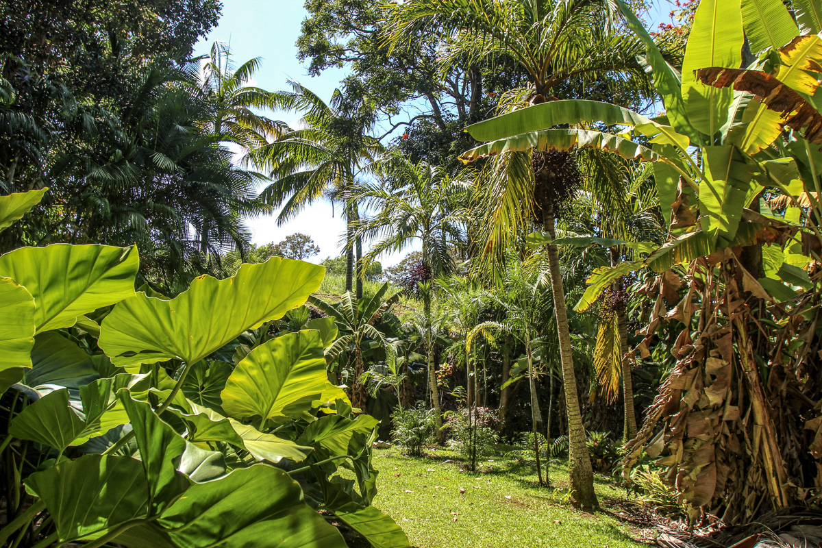 32-351 Lot 1-e Kapena Road Ninole, HI 96773 - Photo 20 of 30 a view of a tree