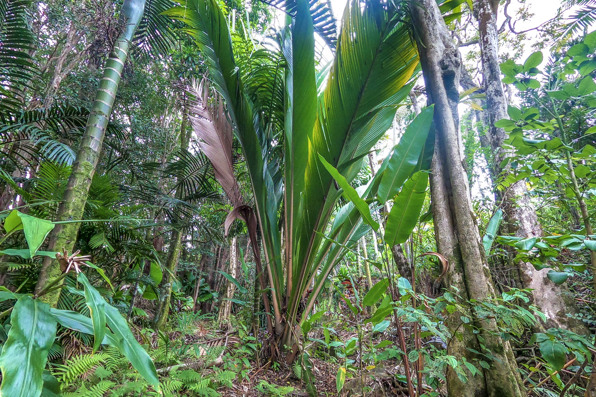 32-351 Lot 1-e Kapena Road Ninole, HI 96773 - Photo 22 of 30 a plant in a garden