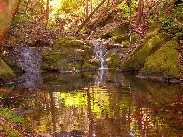 a view of a flower in a garden