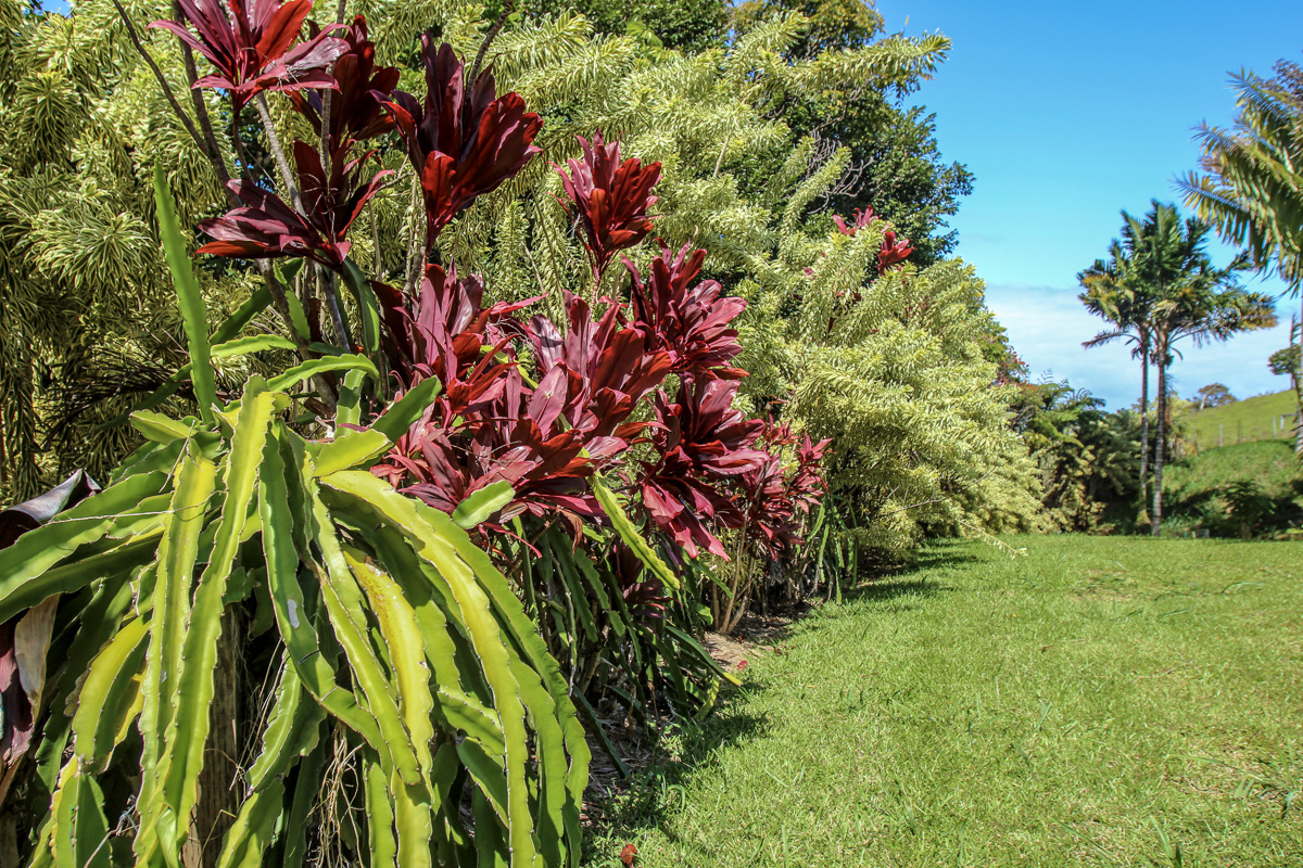 32-351 Lot 1-e Kapena Road Ninole, HI 96773 - Photo 6 of 30 a view of a flower in a garden
