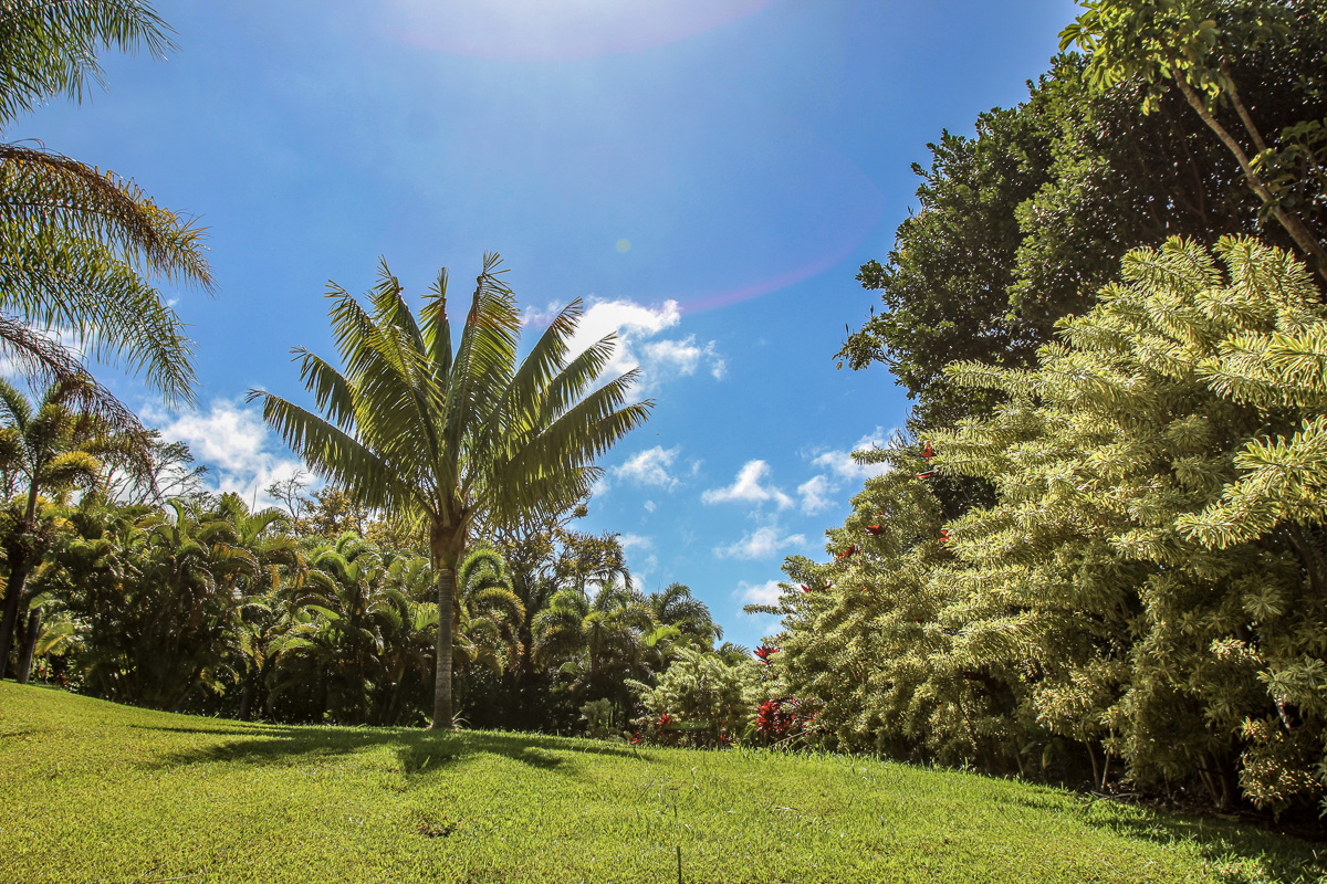 32-351 Lot 1-e Kapena Road Ninole, HI 96773 - Photo 7 of 30 a view of a yard
