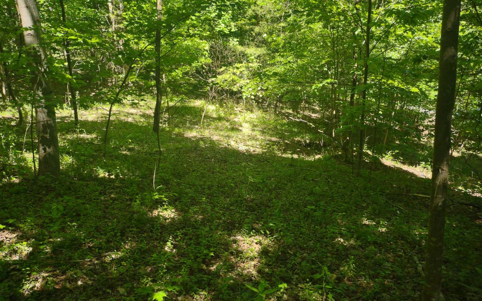 9 Meadow Loop Ellijay, GA 30536 - Photo 19 of 21 Additional View